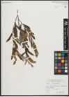 Foto von Salix purpurea L.